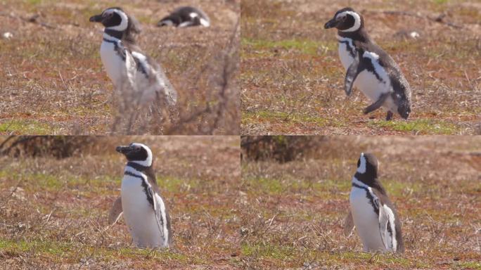 一条腿受伤的麦哲伦企鹅痛苦地一瘸一拐地走在干燥的草地岸边，然后停下来休息