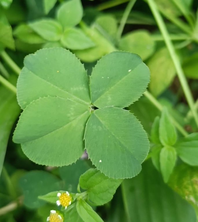 巧遇绿色四叶草幸运草白车轴草