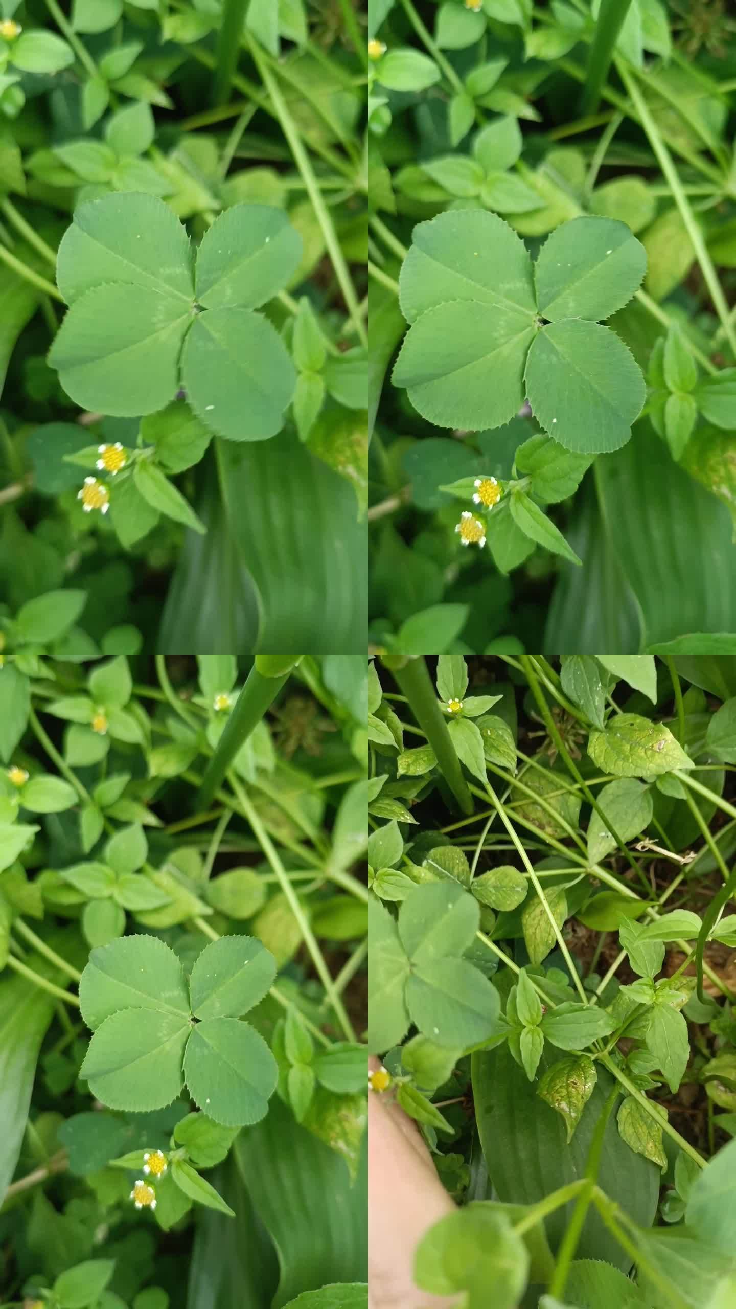 巧遇绿色四叶草幸运草白车轴草