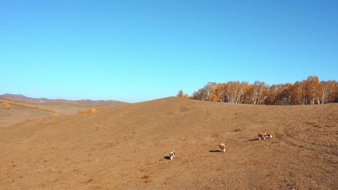 航拍乌兰布统草原上吃草的牛群