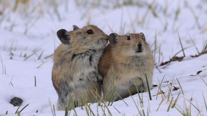 高原鼠兔雪地觅食：青藏高原特有的小精灵