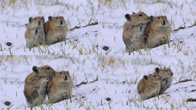 高原鼠兔雪地觅食：青藏高原特有的小精灵
