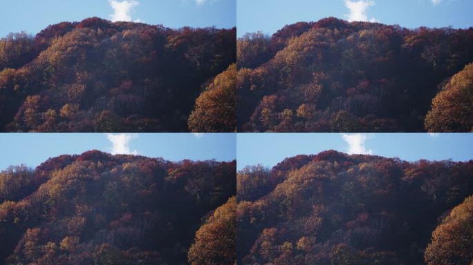 秋叶，潘帕斯草原，还有秋高气爽的天空