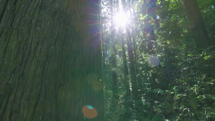 森林里的树有美丽的阳光
