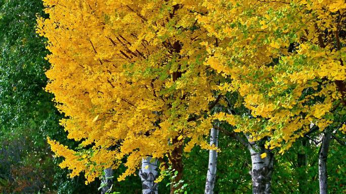 秋天刮大风吹落银杏树叶如雪花般秋风扫落叶