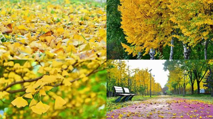 秋天刮大风吹落银杏树叶如雪花般秋风扫落叶
