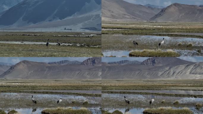 湿地上的两只黑颈鹤