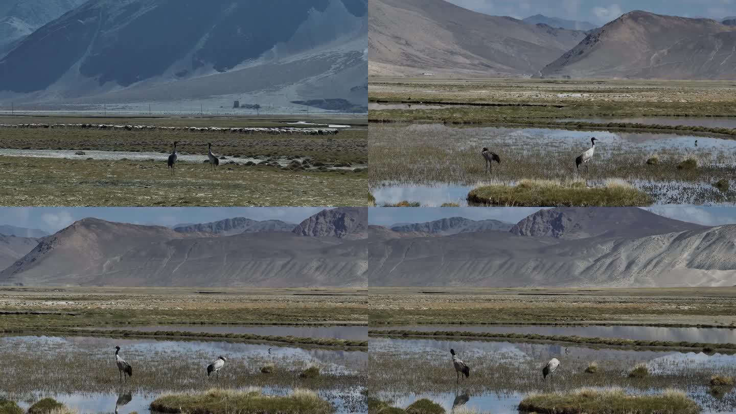 湿地上的两只黑颈鹤