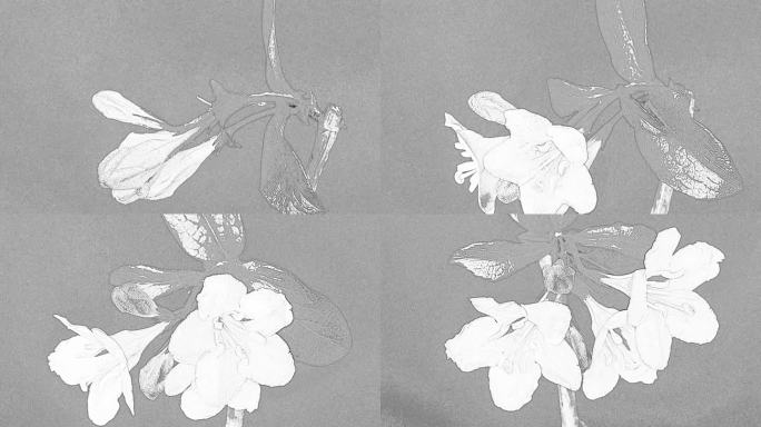Weigela佛罗里达抽象盛开的生长和开花对灰色背景的延时4k视频。花在镜头前旋转的铅笔速写延时。