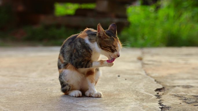 猫家猫自家猫宠物农村生活