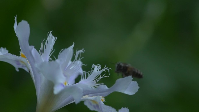 蜜蜂采蜜 蝴蝶花花朵绽放