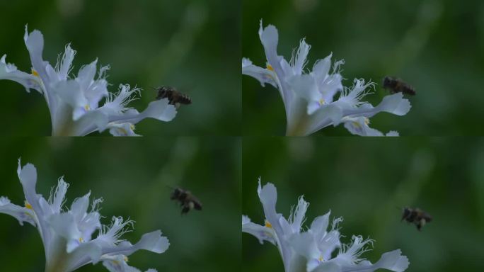 蜜蜂采蜜 蝴蝶花花朵绽放