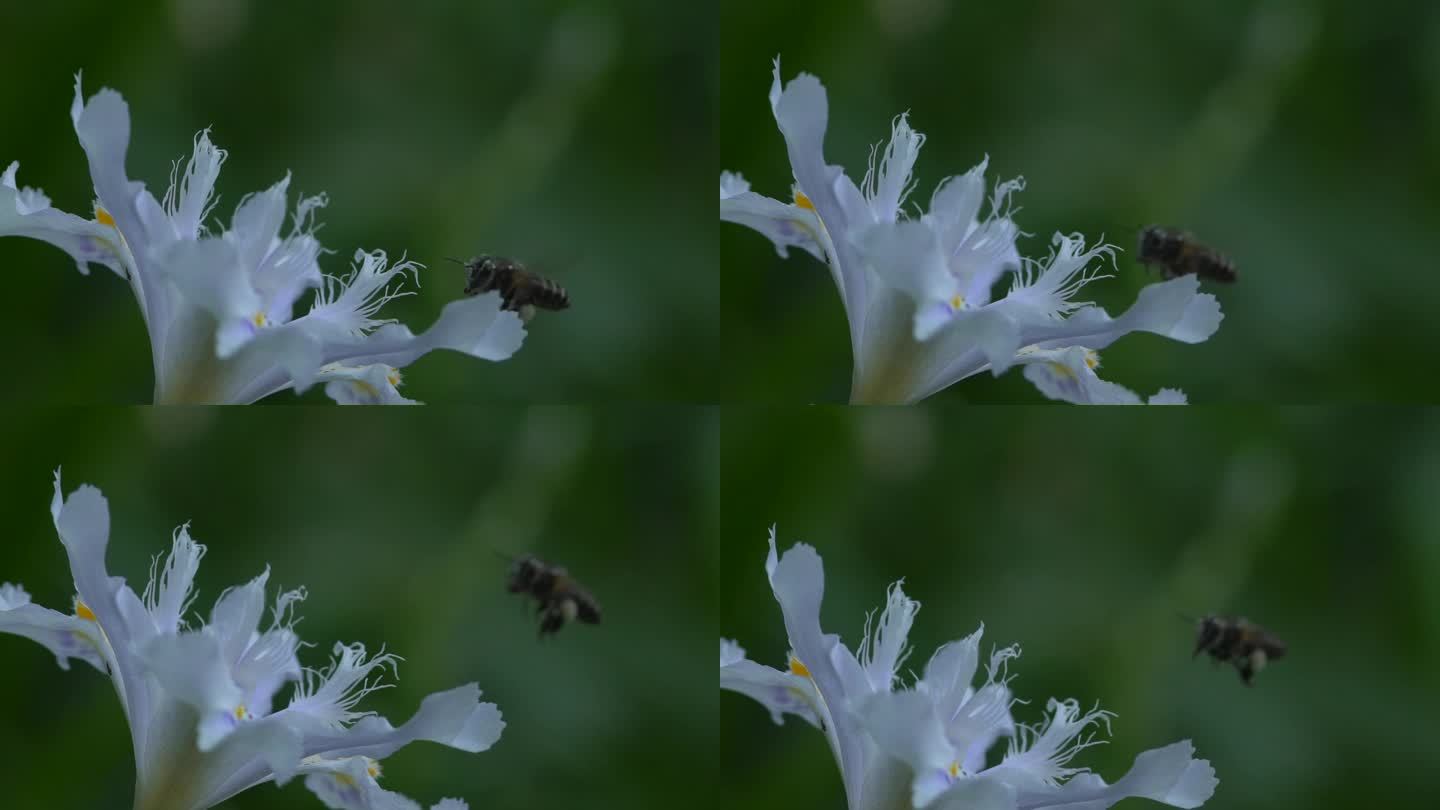 蜜蜂采蜜 蝴蝶花花朵绽放