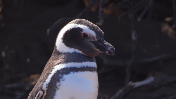 跟踪麦哲伦企鹅缓慢前进和停止的特写镜头