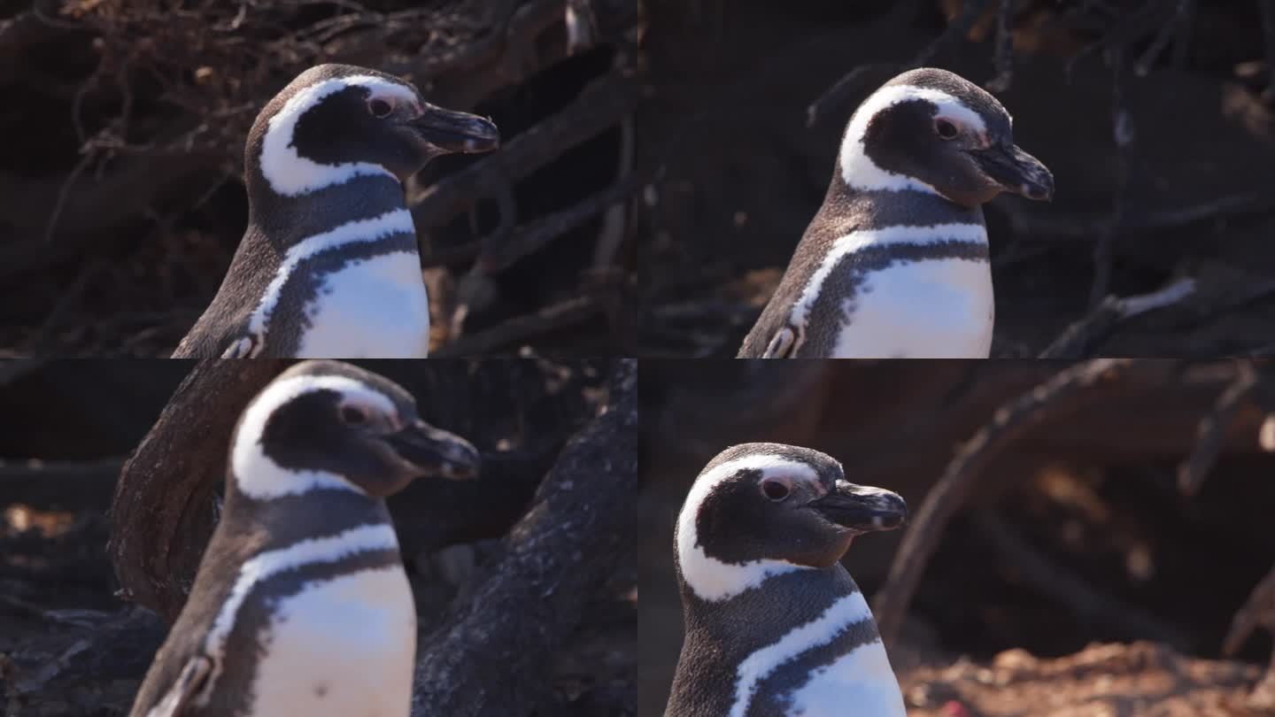 跟踪麦哲伦企鹅缓慢前进和停止的特写镜头