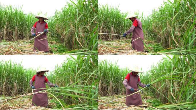 农民砍甘蔗