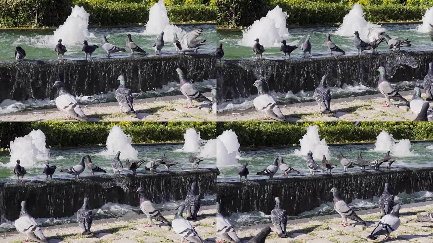 喷泉附近的鸽子