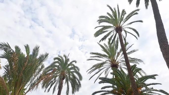 枣椰树在多云的天空背景。高质量的全高清镜头