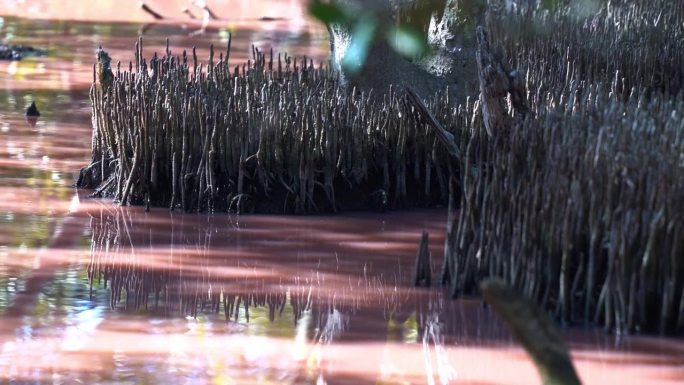 在红树湿地的高含盐量粉红水道中，发现灰绿涉水鸭，觅食水生无脊椎动物，旱季蓝绿藻繁盛。