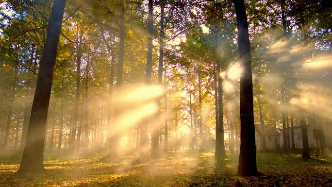 阳光 银杏林 树林 森林