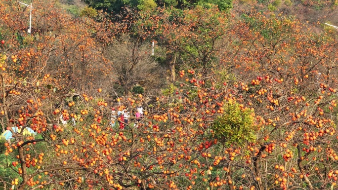 中国广东省广州市从化区吕田镇桂峰村