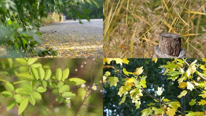 4k60p秋天风中花和芦苇与黄色落叶