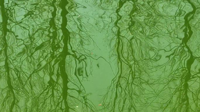 水中晃动的树影游鱼锦鲤