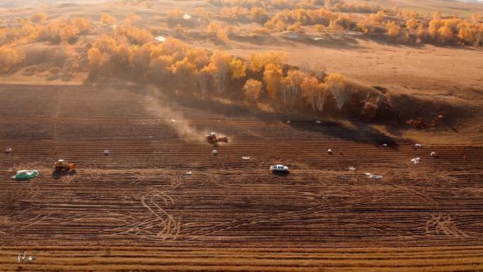 4K航拍内蒙乌兰布统农民在田地里耕作