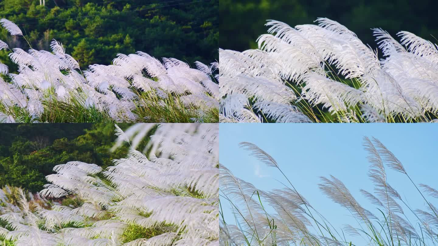 唯美白色芦苇花随风飘摇