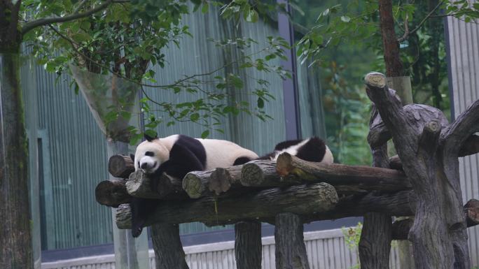 卧龙大熊猫