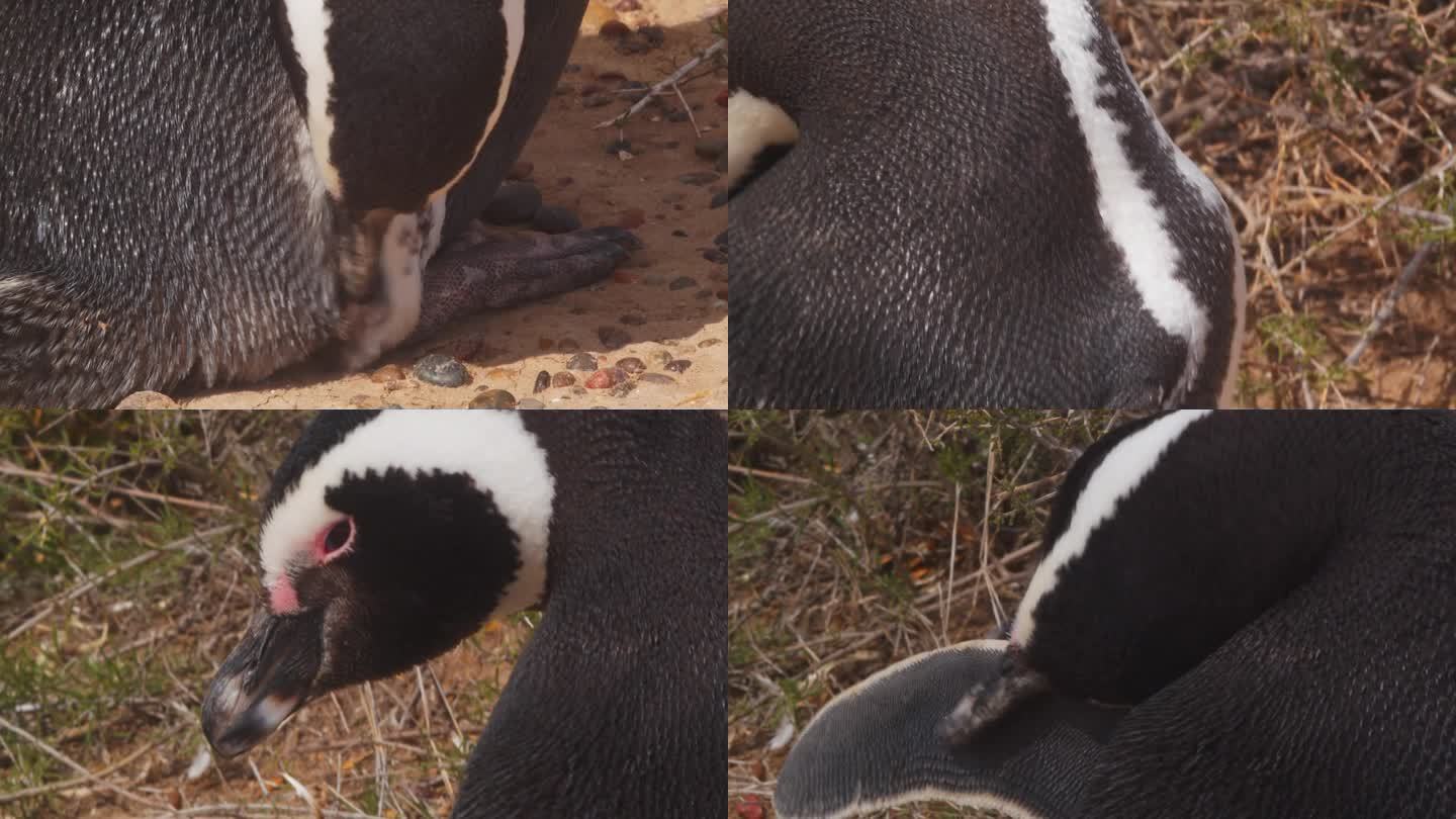 超级特写的企鹅梳理和迎合其短羽毛，麦哲伦企鹅细致的身体护理