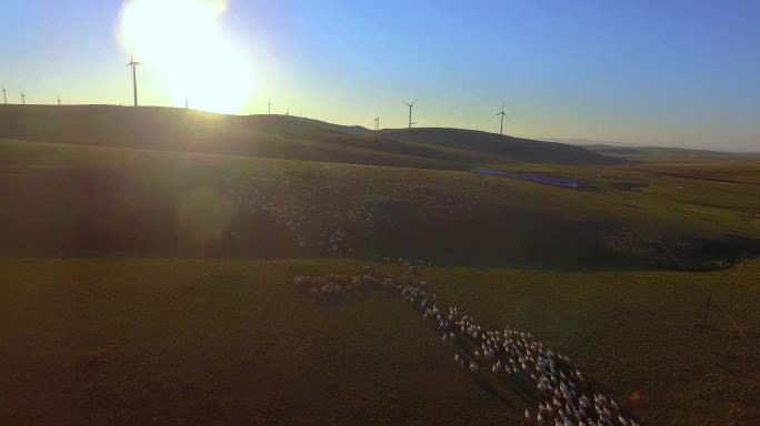 航拍羊群  草原  新能源  环境好