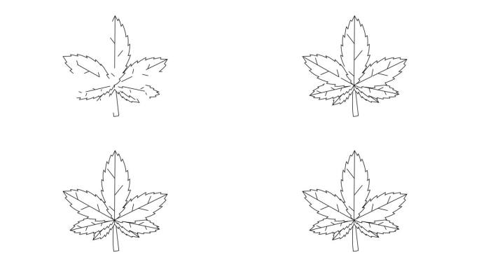 动画形成了一个大麻叶图标的草图