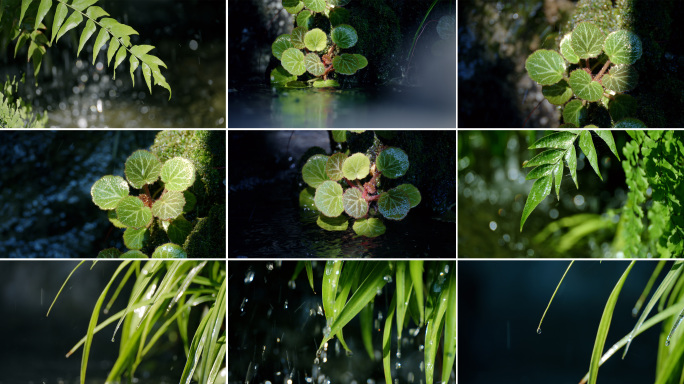 植物植被流水特写