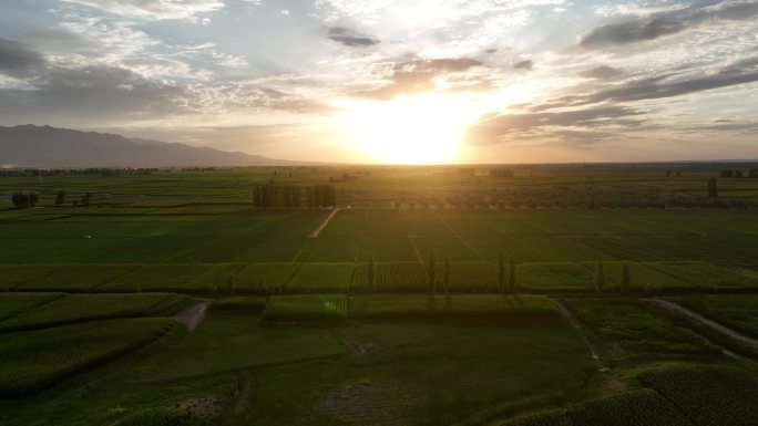 玉米制种基地 甘肃张掖