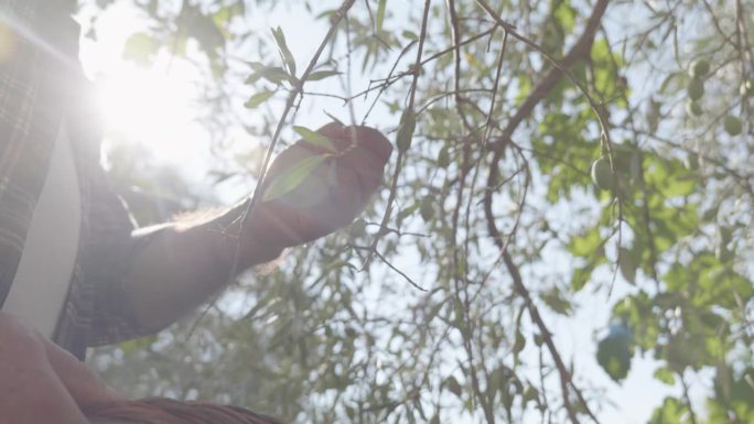 成熟的园丁在橄榄树园里采摘橄榄。男人的手在橄榄枝上捏橄榄。在意大利西西里岛的地中海橄榄林中收获