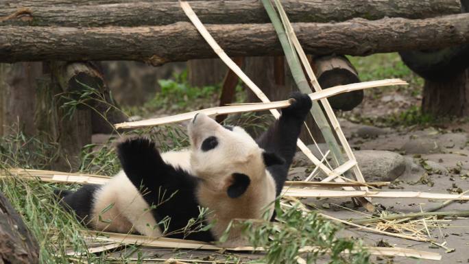 4k大熊猫吃竹子