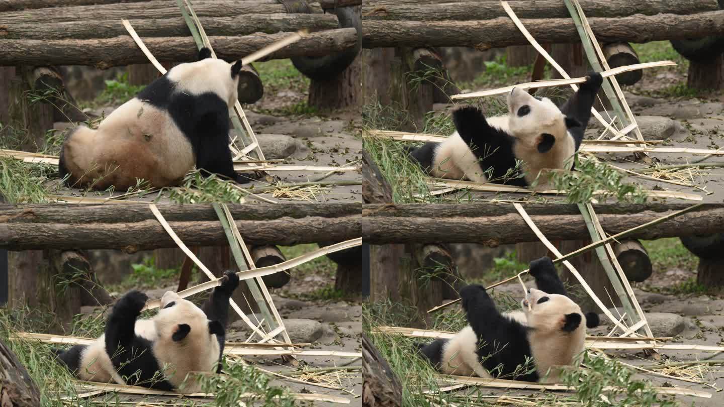 4k大熊猫吃竹子