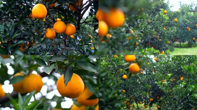 果园脐橙实拍19