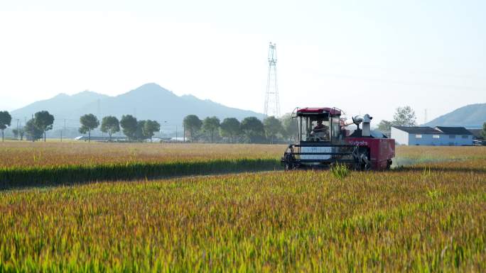 4K南方农村机械收割水稻