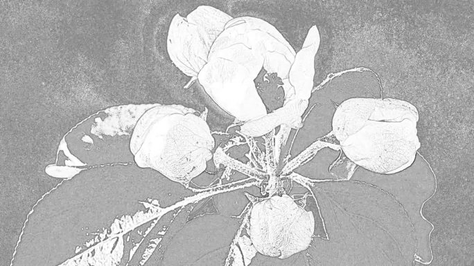抽象的时间流逝的苹果花盛开和生长在一个灰色的背景。苹果花枝的铅笔写生。