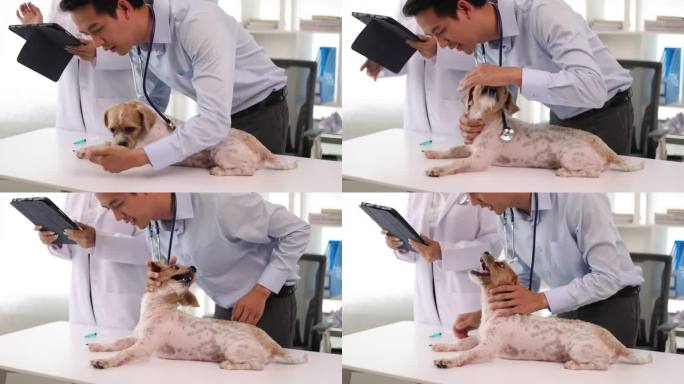 兽医及助理在兽医处负责狗只健康检查。