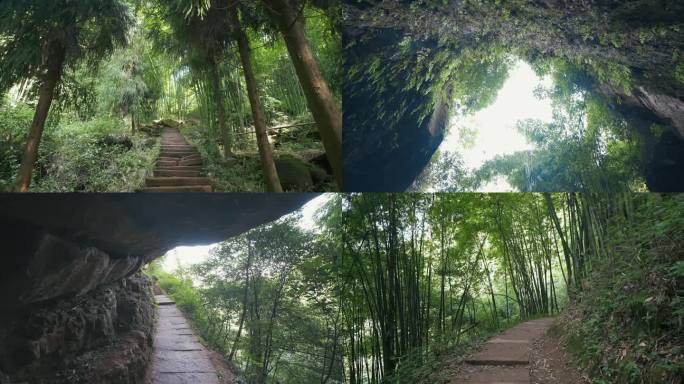 4K 大邑药师岩竹林素材