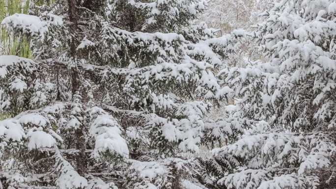 初冬大雪树叶风雪北方冬季寒潮