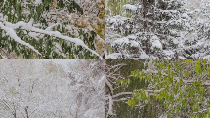 初冬大雪树叶风雪北方冬季寒潮