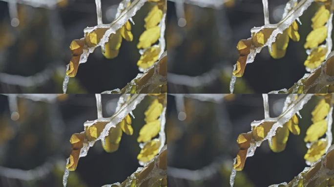 冰雪融化树叶枯叶-一滴水冰挂水珠水滴落
