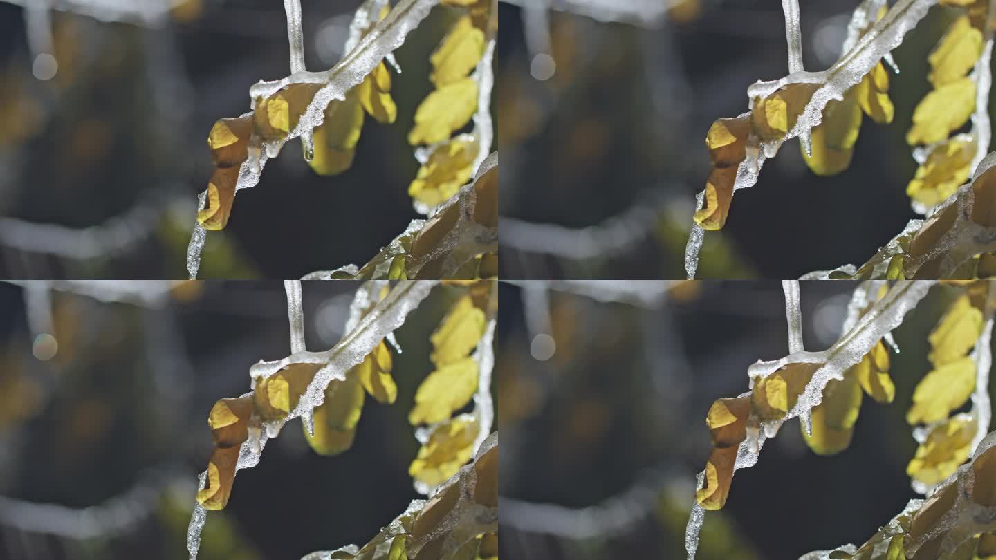 冰雪融化树叶枯叶-一滴水冰挂水珠水滴落