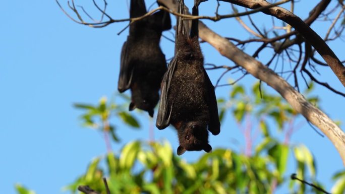飞狐是世界上最大的蝙蝠，也被称为巨型蝙蝠