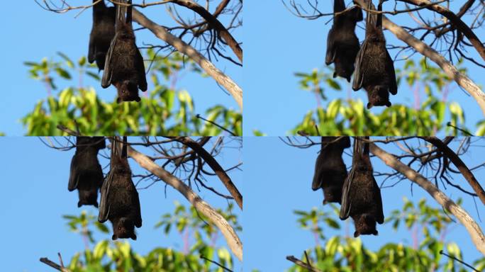 飞狐是世界上最大的蝙蝠，也被称为巨型蝙蝠