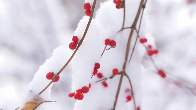 下雪纷飞 暴雪 立冬